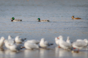زاینده رود میزبان پرندگان مهاجر - اصفهان